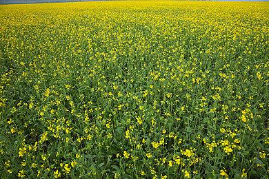 《守望先锋2》总监：有竞争是好事儿 最近的改动不是回击《漫威争锋》