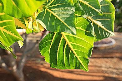 高速2D横版动作《LOST EPIC》发售 人神华丽大战