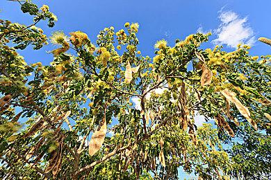 《大江湖之苍龙与白鸟》正式版10月24日上市